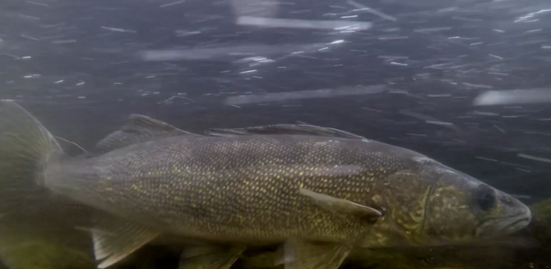 Seeing the Spring Walleye Spawn from Below