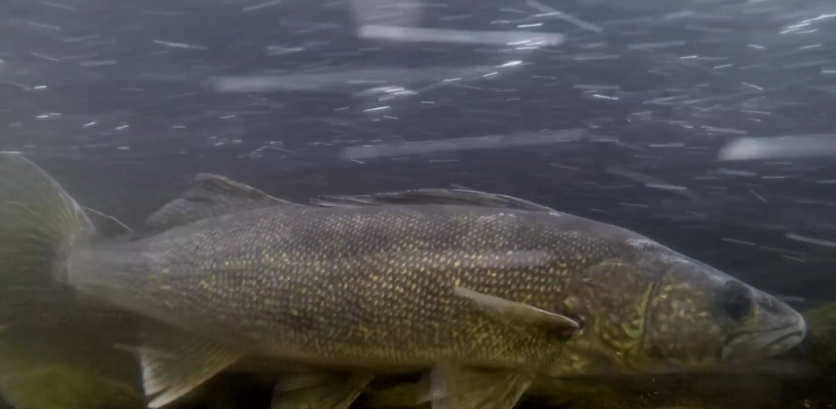 Seeing the Spring Walleye Spawn from Below